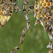 Honey Bees Join To Repair Honeycomb #2 Art Print