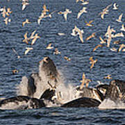 Humpback Whales Feeding With Gulls #2 Art Print
