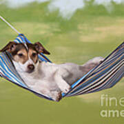 Jack Russell Terrier #2 Art Print