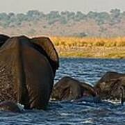 Kalahari Elephants Crossing Chobe River #1 Art Print