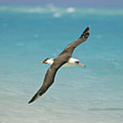 Laysan Albatross Flying Midway Atoll #2 Art Print