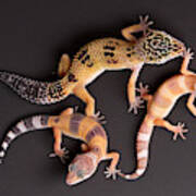 Leopard Gecko E. Macularius Collection #2 Art Print