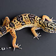 Leopard Gecko Eublepharis Macularius #2 Art Print