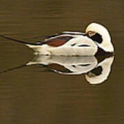 Long-tailed Duck #2 Art Print