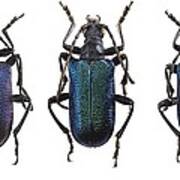 Longhorn Beetles #2 Art Print
