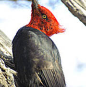 Male Magellanic Woodpecker #2 Art Print