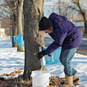 Maple Syrup Production #2 Art Print