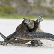 Marine Iguana Males Fighting Turtle Bay #2 Art Print