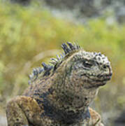 Marine Iguana Santa Cruz Isl Galapagos #2 Art Print