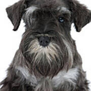 Miniature Schnauzer Puppy #2 Art Print