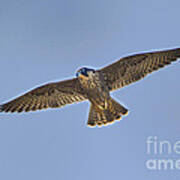 Peregrine Falcon Falco Peregrinus Wild California #2 Art Print