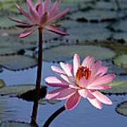 Pink Water Lily In The Spotlight #2 Art Print