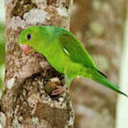 Plain Parakeet Brotogeris Tirica #2 Art Print