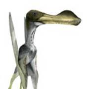 Pterosaur #2 Art Print