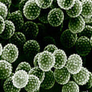 Ragweed Pollen Sem Art Print