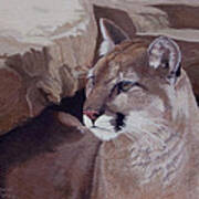 Return Of The Cougar #2 Art Print