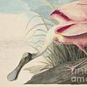 Roseate Spoonbill  #2 Art Print