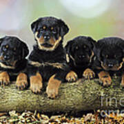 Rottweiler Puppy Dogs #2 Art Print