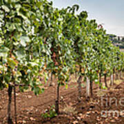 Rows On Vines With A Mechanical Harvester In The Distance Harves #2 Art Print