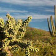 Saguaro National Park Cactus Forest #2 Art Print