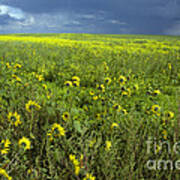 Saskatchewan Prairie #2 Art Print