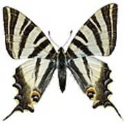Scarce Swallowtail Butterfly #2 Art Print