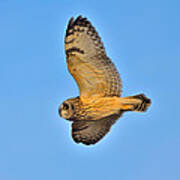 Short-eared Owl In Flight #2 Art Print