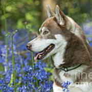 Siberian Husky In Bluebells #2 Art Print
