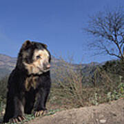 Spectacled Bear In Andean Foothills Peru #2 Art Print
