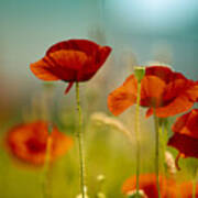 Summer Poppy Art Print Summer Poppy Art Print
