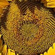 Sunflower #3 Art Print