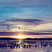 Sunrise - Snow Geese - Birds #2 Art Print