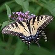 Tiger Swallowtail On Butterfly Bush #2 Art Print