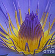 Tropic Water Lily 16 Art Print