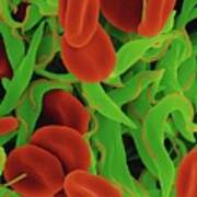 Trypanosome Trypomastigote And Red Blood Cells #2 Art Print