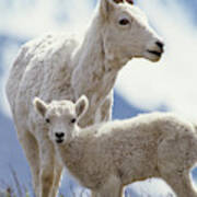 Usa, Alaska, Dall Sheep, Ewe, Ewe #2 Art Print