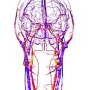 Vascular System Of The Head #2 Art Print