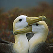 Waved Albatross Pair Bonding Galapagos Art Print