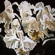 White Cattleya Orchids #1 Art Print