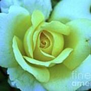 Yellow Rose Art Print