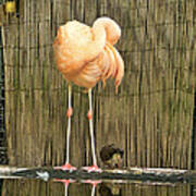 Flamingo Locked Art Print
