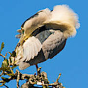 Black-crowned Night Heron #29 Art Print