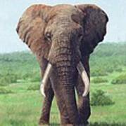 African Elephant #6 Art Print