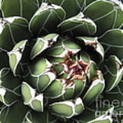 Agave #4 Art Print