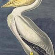 American White Pelican #3 Art Print