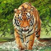 Amur Tiger Painting #3 Art Print