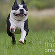 Boston Terrier #3 Art Print