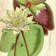 Botanical Print By Walter Hood Fitch 1817 – 1892 #3 Art Print