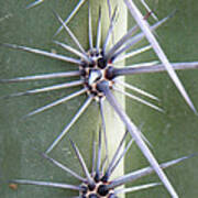 Cactus Thorns #3 Art Print