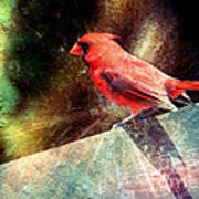 Cardinal  #3 Art Print